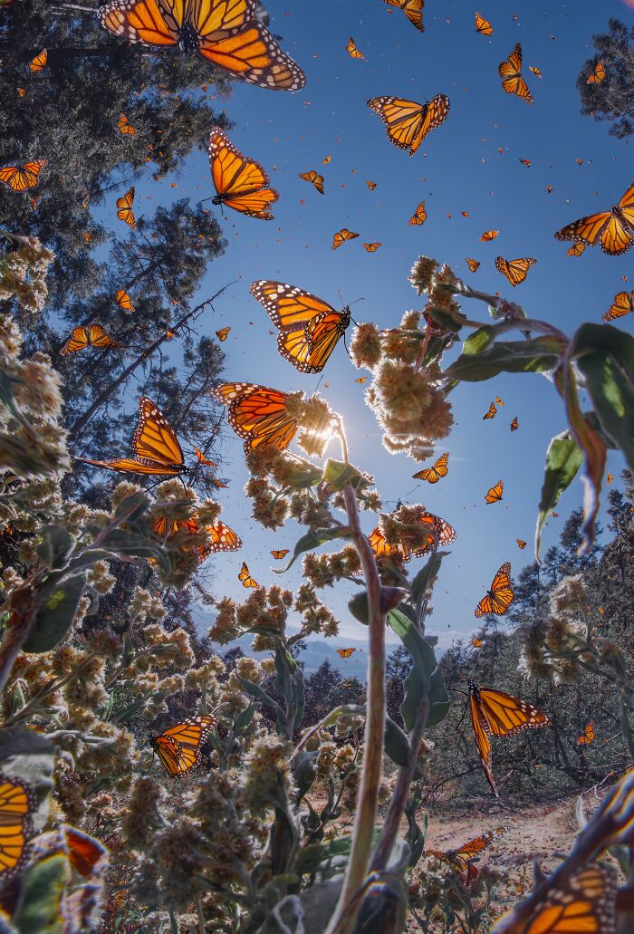 Among A Sea Of Monarch Butterflies In Mexico — The Most Magical Thing I’ve Ever Seen (35 New Pics) Among A Sea Of Monarch Butterflies In Mexico — The Most Magical Thing I’ve Ever Seen (35 New Pics)