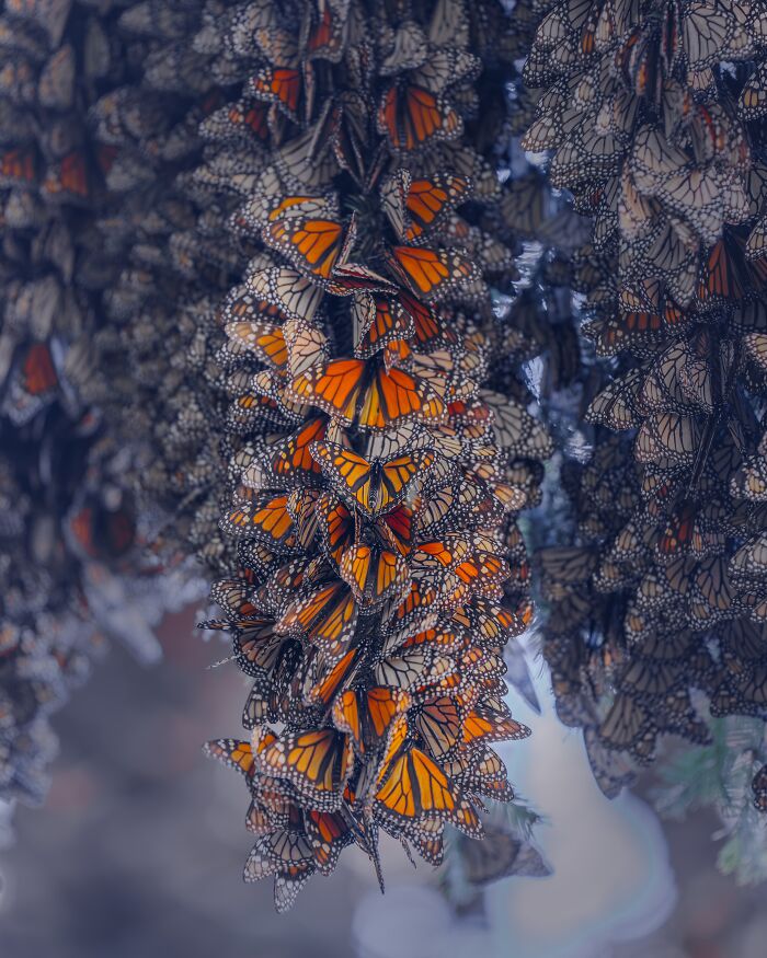 Among A Sea Of Monarch Butterflies In Mexico — The Most Magical Thing I’ve Ever Seen (35 New Pics) Among A Sea Of Monarch Butterflies In Mexico — The Most Magical Thing I’ve Ever Seen (35 New Pics)