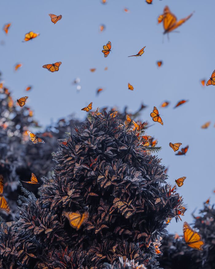Among A Sea Of Monarch Butterflies In Mexico — The Most Magical Thing I’ve Ever Seen (35 New Pics) Among A Sea Of Monarch Butterflies In Mexico — The Most Magical Thing I’ve Ever Seen (35 New Pics)