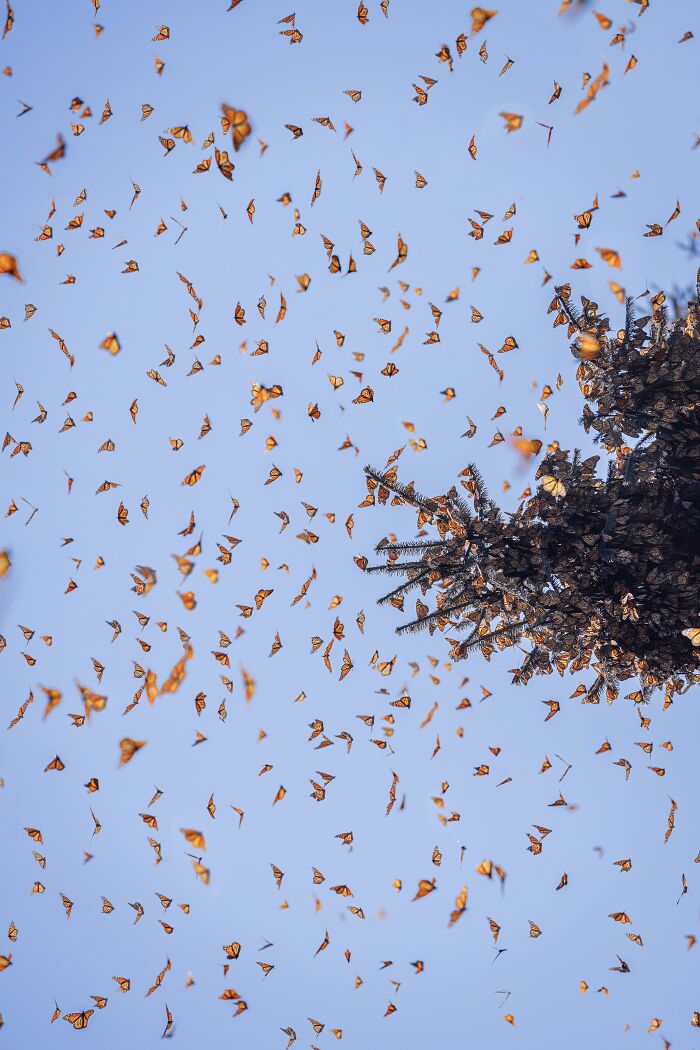 Among A Sea Of Monarch Butterflies In Mexico — The Most Magical Thing I’ve Ever Seen (35 New Pics) Among A Sea Of Monarch Butterflies In Mexico — The Most Magical Thing I’ve Ever Seen (35 New Pics)