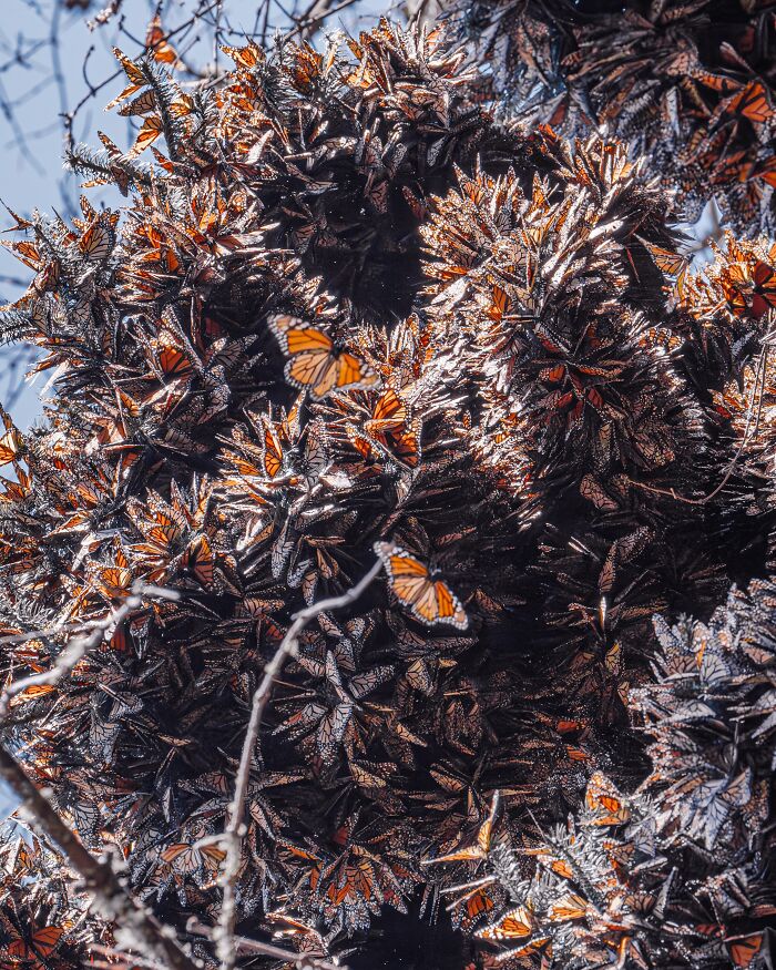 Among A Sea Of Monarch Butterflies In Mexico — The Most Magical Thing I’ve Ever Seen (35 New Pics) Among A Sea Of Monarch Butterflies In Mexico — The Most Magical Thing I’ve Ever Seen (35 New Pics)