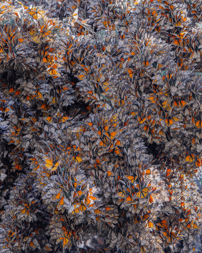 Among A Sea Of Monarch Butterflies In Mexico — The Most Magical Thing I’ve Ever Seen (35 New Pics) Among A Sea Of Monarch Butterflies In Mexico — The Most Magical Thing I’ve Ever Seen (35 New Pics)