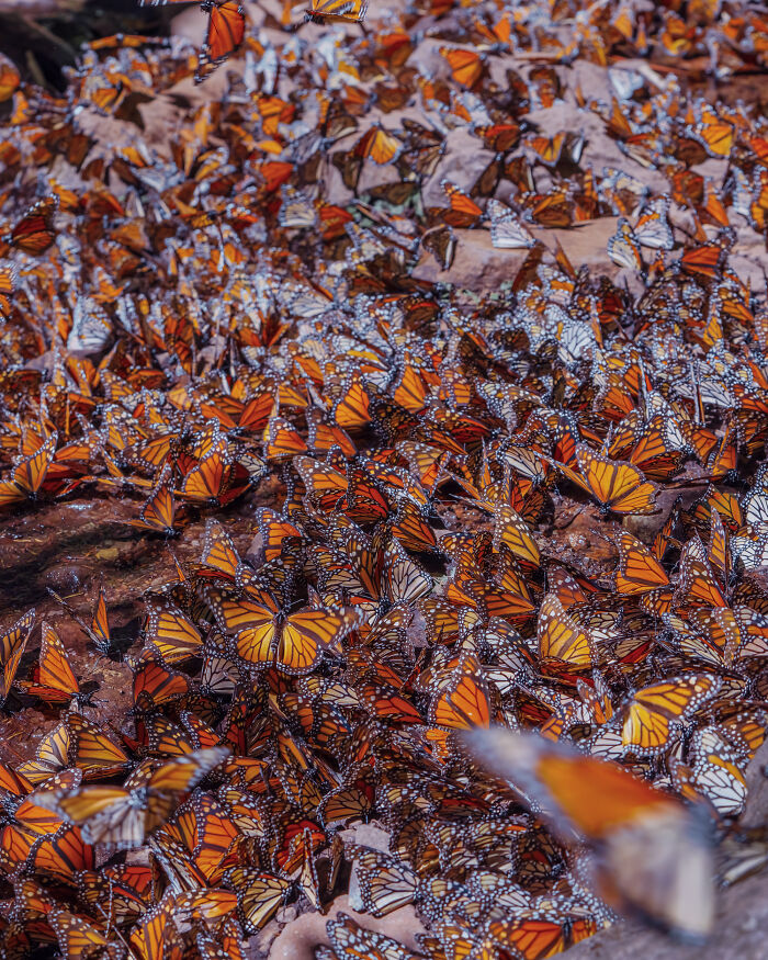 Among A Sea Of Monarch Butterflies In Mexico — The Most Magical Thing I’ve Ever Seen (35 New Pics) Among A Sea Of Monarch Butterflies In Mexico — The Most Magical Thing I’ve Ever Seen (35 New Pics)