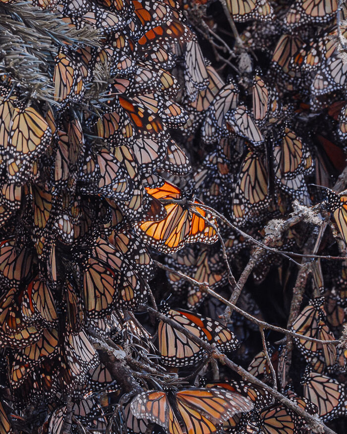 Among A Sea Of Monarch Butterflies In Mexico — The Most Magical Thing I’ve Ever Seen (35 New Pics) Among A Sea Of Monarch Butterflies In Mexico — The Most Magical Thing I’ve Ever Seen (35 New Pics)