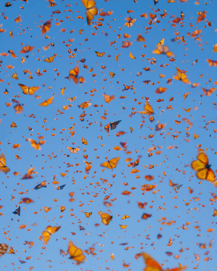 Among A Sea Of Monarch Butterflies In Mexico — The Most Magical Thing I’ve Ever Seen (35 New Pics) Among A Sea Of Monarch Butterflies In Mexico — The Most Magical Thing I’ve Ever Seen (35 New Pics)