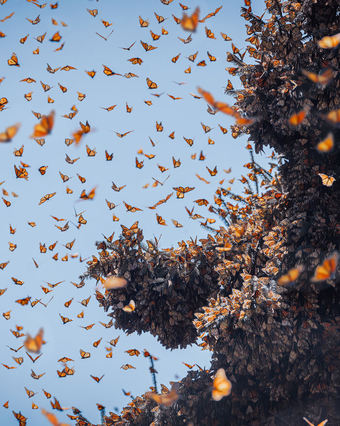 Among A Sea Of Monarch Butterflies In Mexico — The Most Magical Thing I’ve Ever Seen (35 New Pics) Among A Sea Of Monarch Butterflies In Mexico — The Most Magical Thing I’ve Ever Seen (35 New Pics)