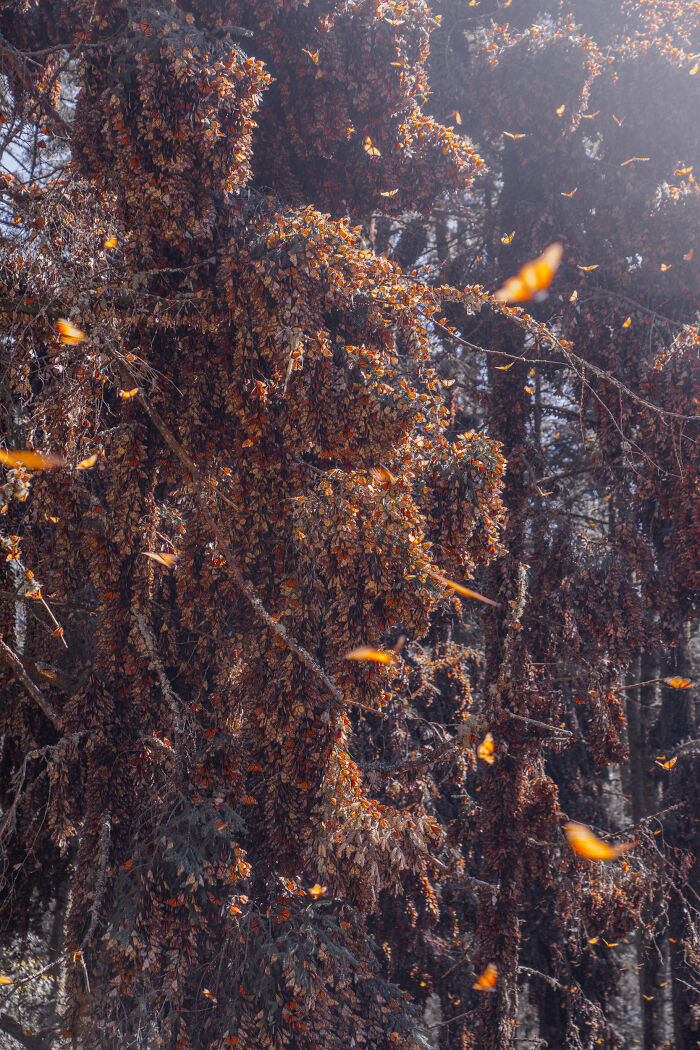Among A Sea Of Monarch Butterflies In Mexico — The Most Magical Thing I’ve Ever Seen (35 New Pics) Among A Sea Of Monarch Butterflies In Mexico — The Most Magical Thing I’ve Ever Seen (35 New Pics)