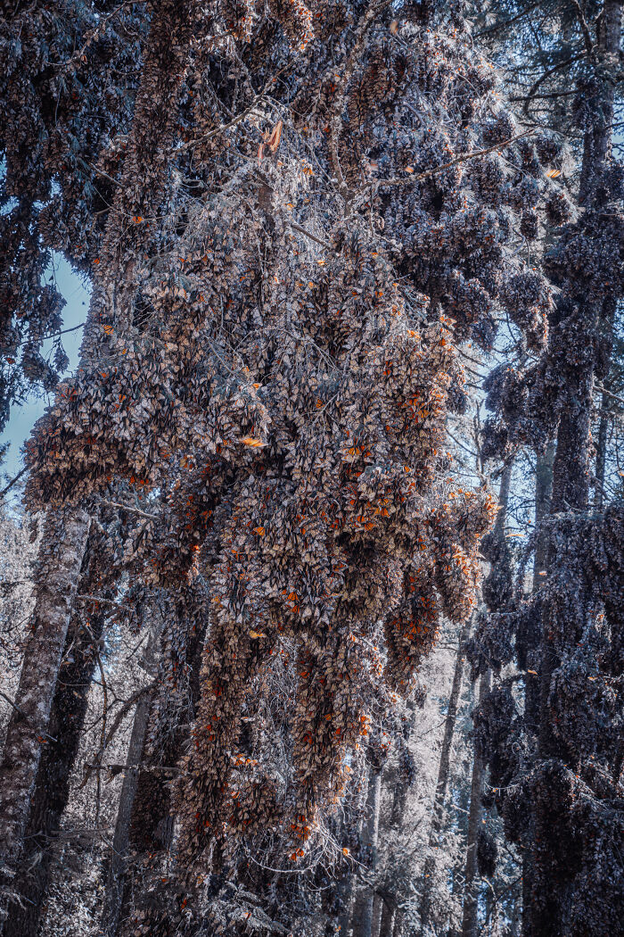 Among A Sea Of Monarch Butterflies In Mexico — The Most Magical Thing I’ve Ever Seen (35 New Pics) Among A Sea Of Monarch Butterflies In Mexico — The Most Magical Thing I’ve Ever Seen (35 New Pics)