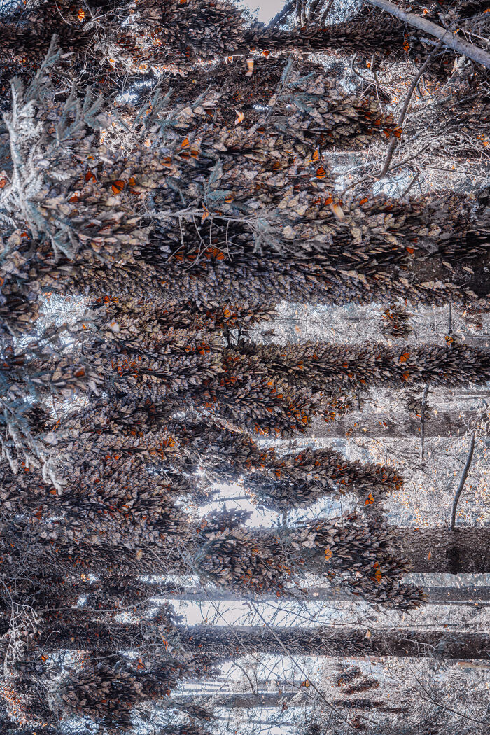 Among A Sea Of Monarch Butterflies In Mexico — The Most Magical Thing I’ve Ever Seen (35 New Pics) Among A Sea Of Monarch Butterflies In Mexico — The Most Magical Thing I’ve Ever Seen (35 New Pics)
