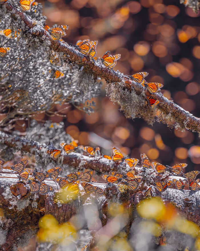Among A Sea Of Monarch Butterflies In Mexico — The Most Magical Thing I’ve Ever Seen (35 New Pics) Among A Sea Of Monarch Butterflies In Mexico — The Most Magical Thing I’ve Ever Seen (35 New Pics)