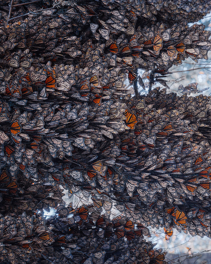 Among A Sea Of Monarch Butterflies In Mexico — The Most Magical Thing I’ve Ever Seen (35 New Pics) Among A Sea Of Monarch Butterflies In Mexico — The Most Magical Thing I’ve Ever Seen (35 New Pics)