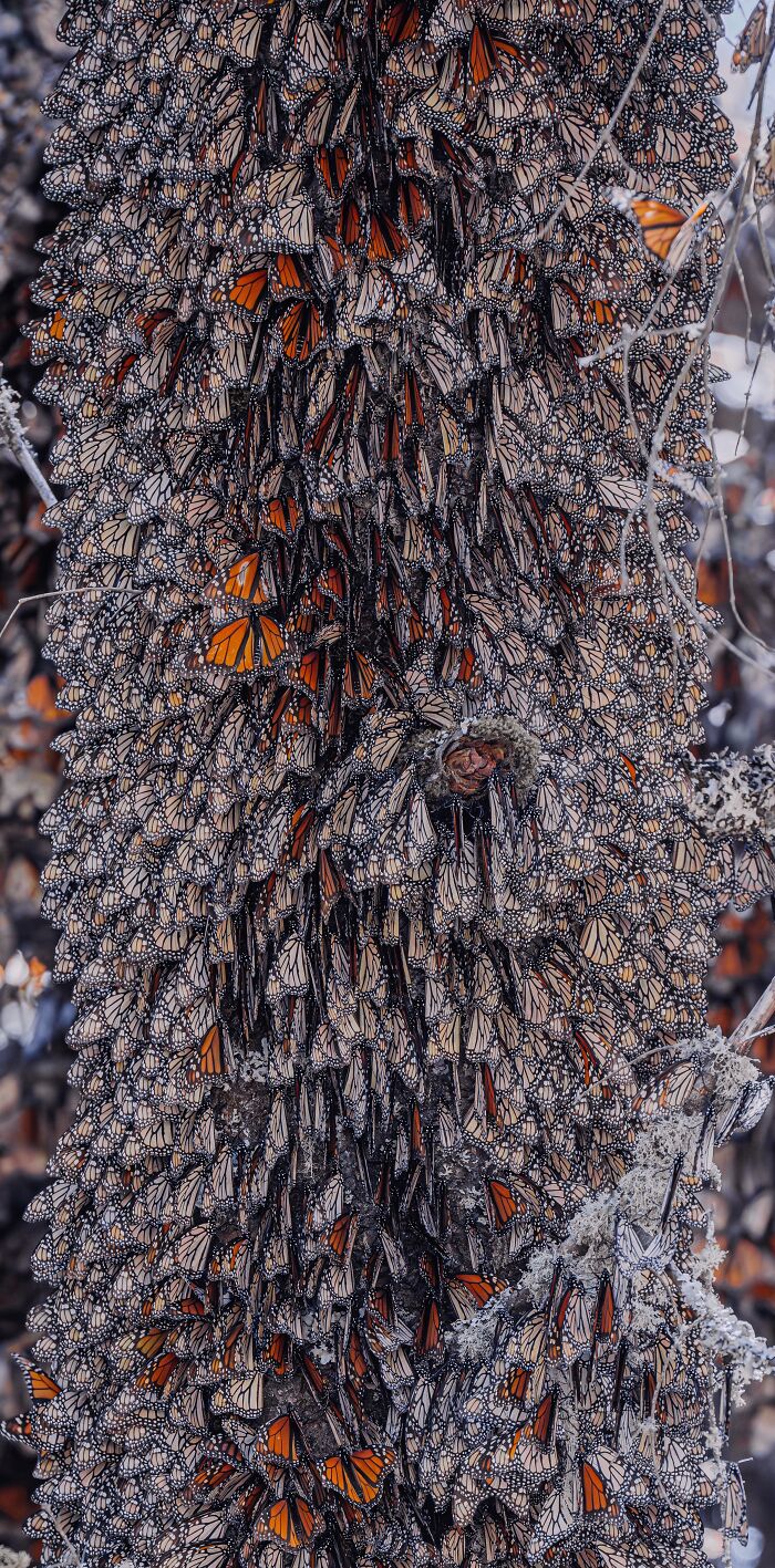 Among A Sea Of Monarch Butterflies In Mexico — The Most Magical Thing I’ve Ever Seen (35 New Pics) Among A Sea Of Monarch Butterflies In Mexico — The Most Magical Thing I’ve Ever Seen (35 New Pics)