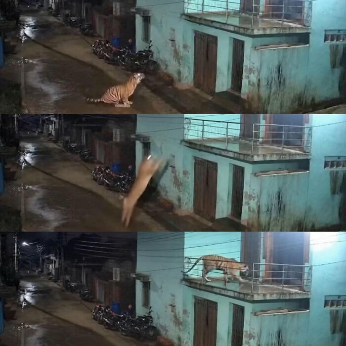 These 34 Animal Photos Are Proof That Nature Has A Great Sense Of Humor These 34 Animal Photos Are Proof That Nature Has A Great Sense Of Humor