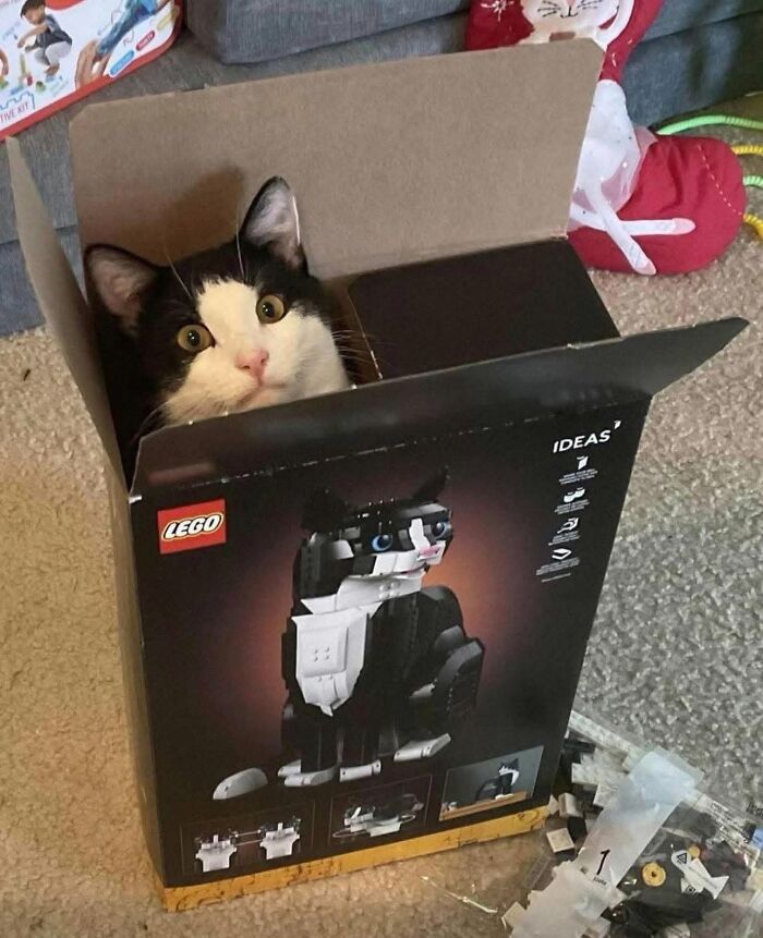 These 34 Animal Photos Are Proof That Nature Has A Great Sense Of Humor These 34 Animal Photos Are Proof That Nature Has A Great Sense Of Humor