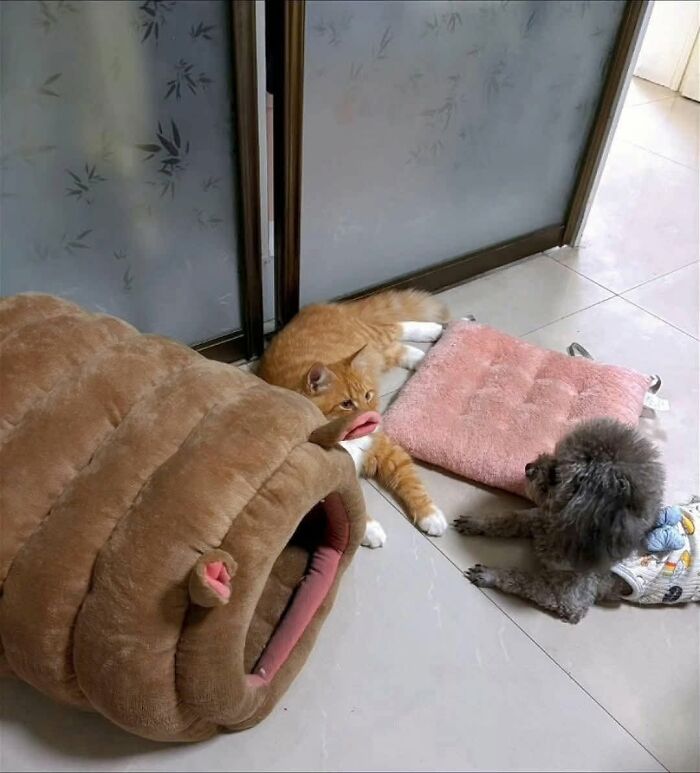 These 34 Animal Photos Are Proof That Nature Has A Great Sense Of Humor These 34 Animal Photos Are Proof That Nature Has A Great Sense Of Humor