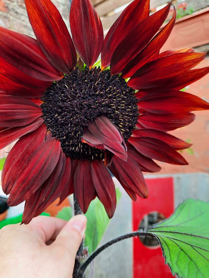 80 Of The Most Mysterious Plants People Found And Asked What They Are (New Pics) 80 Of The Most Mysterious Plants People Found And Asked What They Are (New Pics)