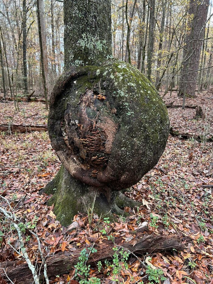 80 Of The Most Mysterious Plants People Found And Asked What They Are (New Pics) 80 Of The Most Mysterious Plants People Found And Asked What They Are (New Pics)