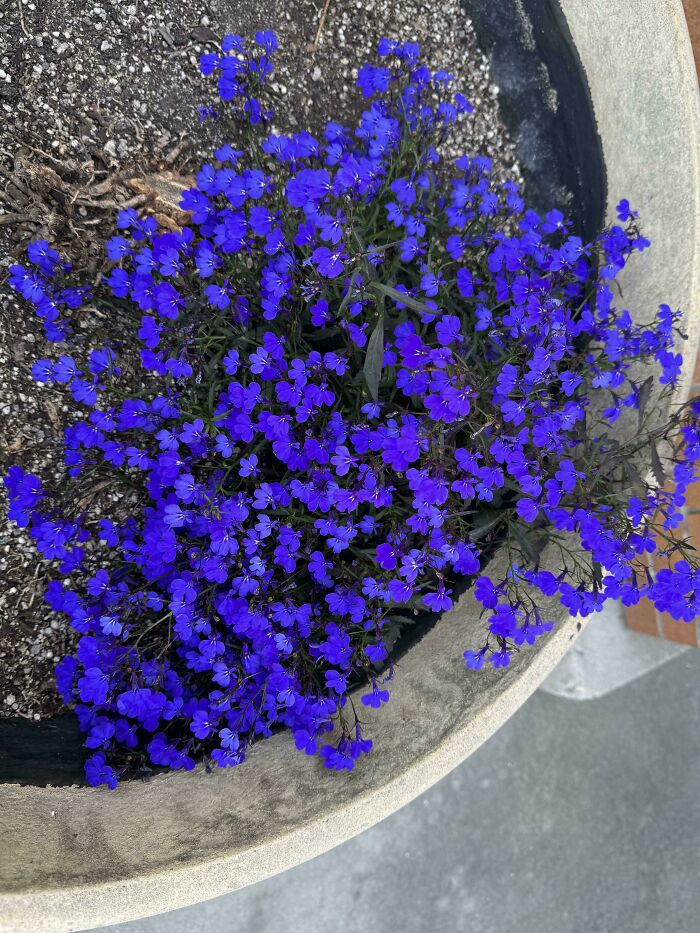 80 Of The Most Mysterious Plants People Found And Asked What They Are (New Pics) 80 Of The Most Mysterious Plants People Found And Asked What They Are (New Pics)