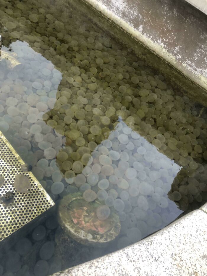 80 Of The Most Mysterious Plants People Found And Asked What They Are (New Pics) 80 Of The Most Mysterious Plants People Found And Asked What They Are (New Pics)