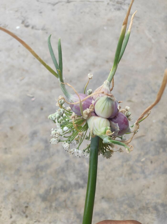 80 Of The Most Mysterious Plants People Found And Asked What They Are (New Pics) 80 Of The Most Mysterious Plants People Found And Asked What They Are (New Pics)