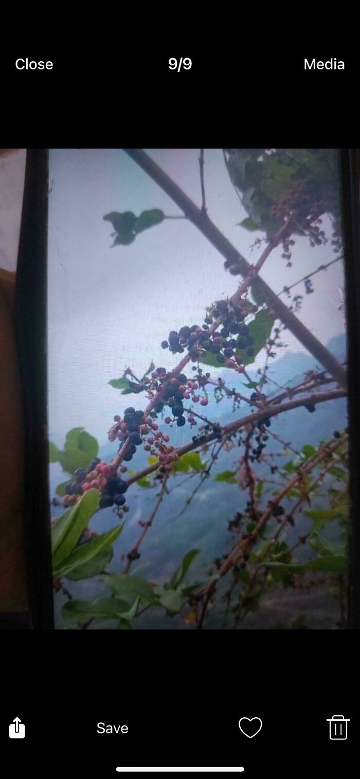 80 Of The Most Mysterious Plants People Found And Asked What They Are (New Pics) 80 Of The Most Mysterious Plants People Found And Asked What They Are (New Pics)