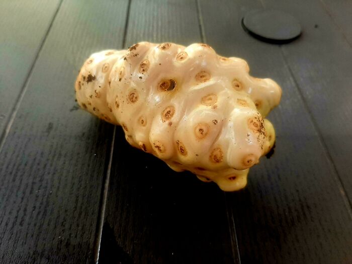 80 Of The Most Mysterious Plants People Found And Asked What They Are (New Pics) 80 Of The Most Mysterious Plants People Found And Asked What They Are (New Pics)