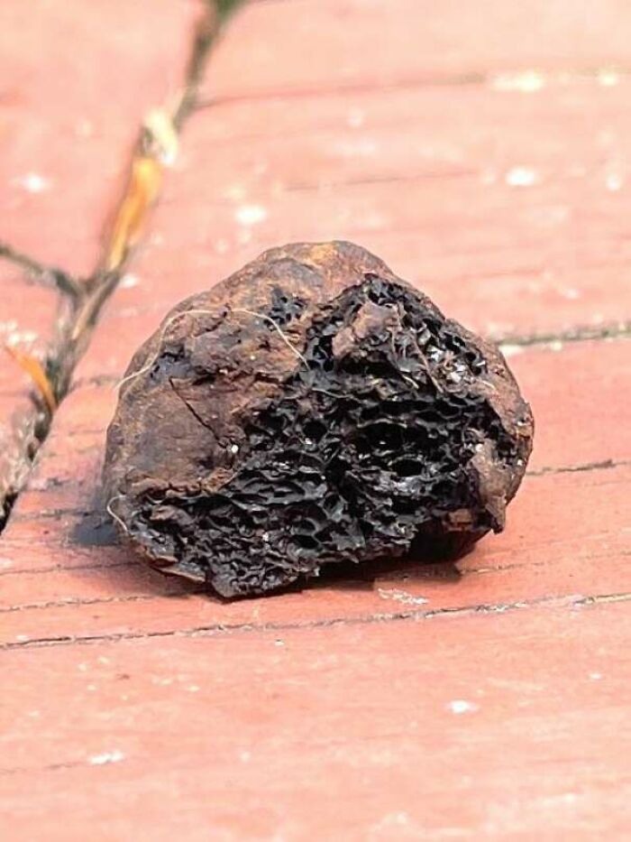 80 Of The Most Mysterious Plants People Found And Asked What They Are (New Pics) 80 Of The Most Mysterious Plants People Found And Asked What They Are (New Pics)