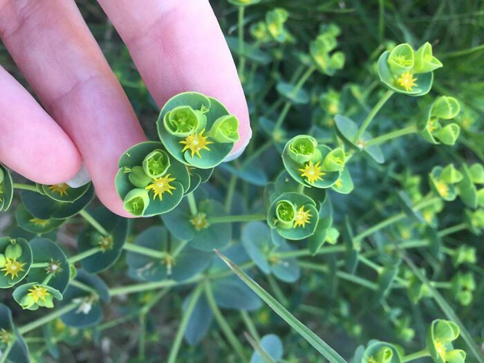 80 Of The Most Mysterious Plants People Found And Asked What They Are (New Pics) 80 Of The Most Mysterious Plants People Found And Asked What They Are (New Pics)