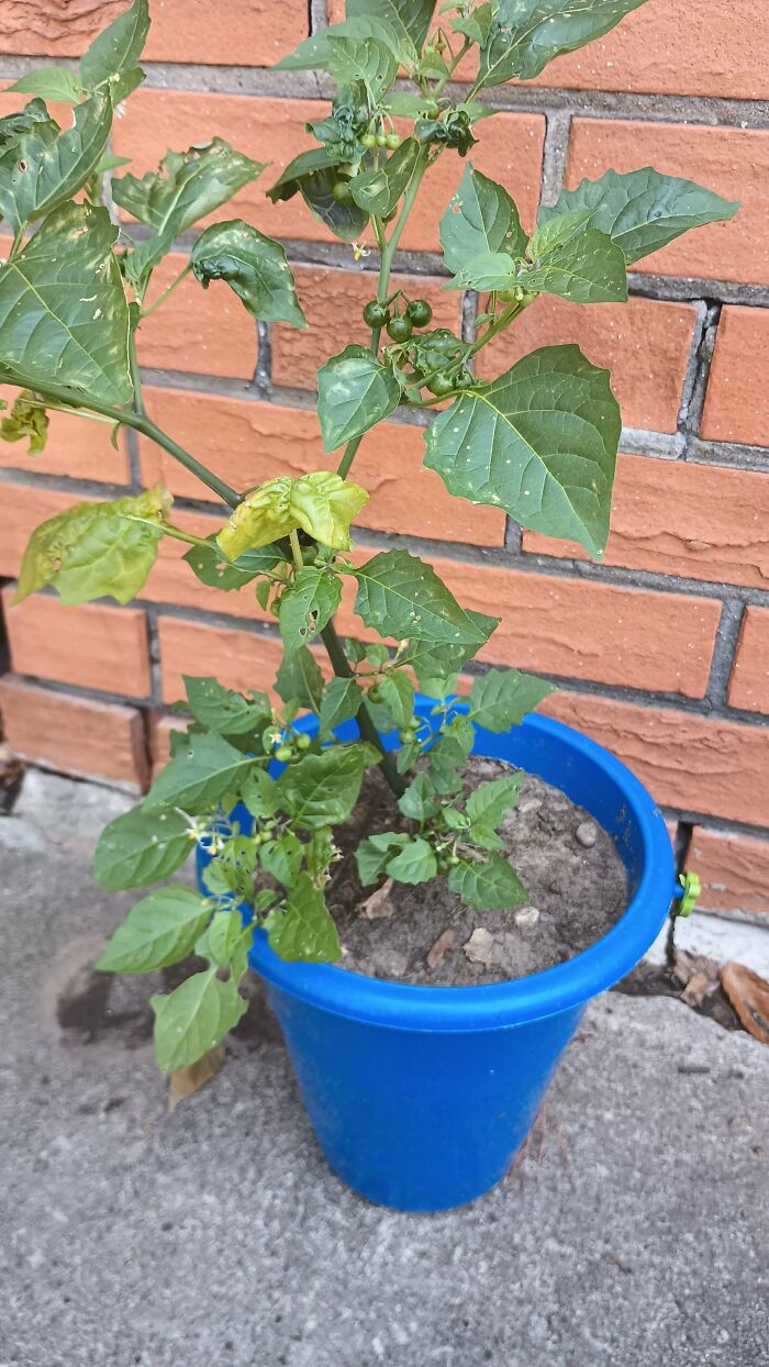 80 Of The Most Mysterious Plants People Found And Asked What They Are (New Pics) 80 Of The Most Mysterious Plants People Found And Asked What They Are (New Pics)