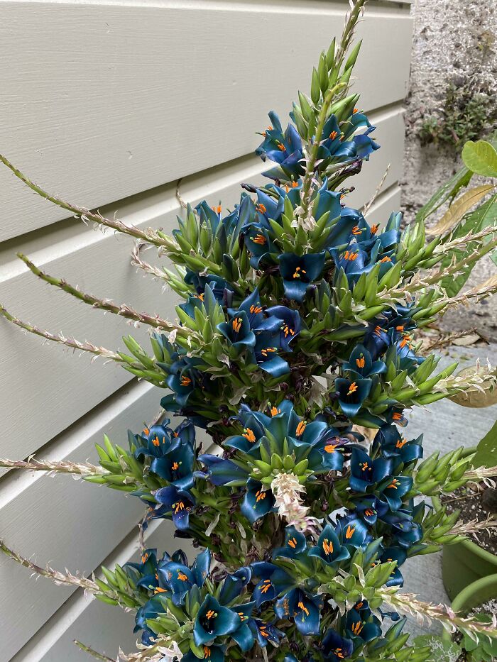 80 Of The Most Mysterious Plants People Found And Asked What They Are (New Pics) 80 Of The Most Mysterious Plants People Found And Asked What They Are (New Pics)