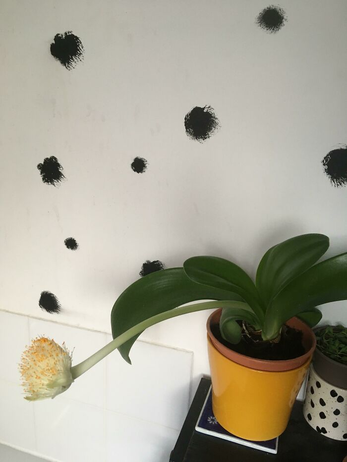 80 Of The Most Mysterious Plants People Found And Asked What They Are (New Pics) 80 Of The Most Mysterious Plants People Found And Asked What They Are (New Pics)