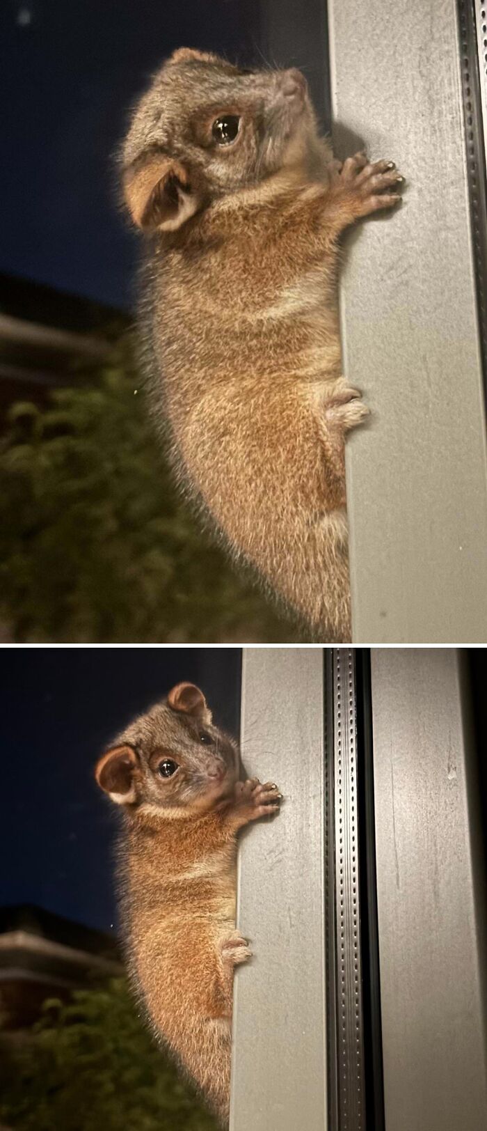 &#8220;Had A Visitor In Our Garden Today&#8221;: 54 Cute Animal Pics That Deserve Your Attention