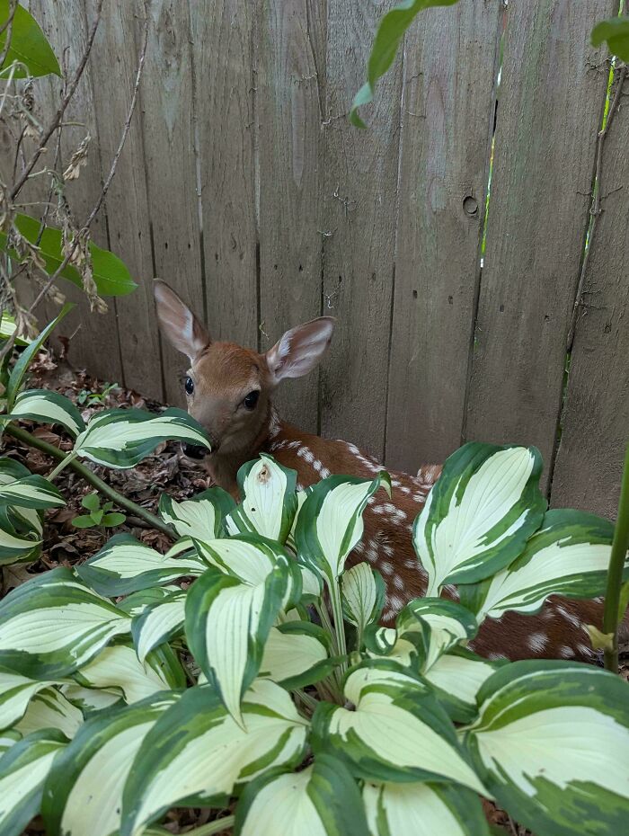 &#8220;Had A Visitor In Our Garden Today&#8221;: 54 Cute Animal Pics That Deserve Your Attention