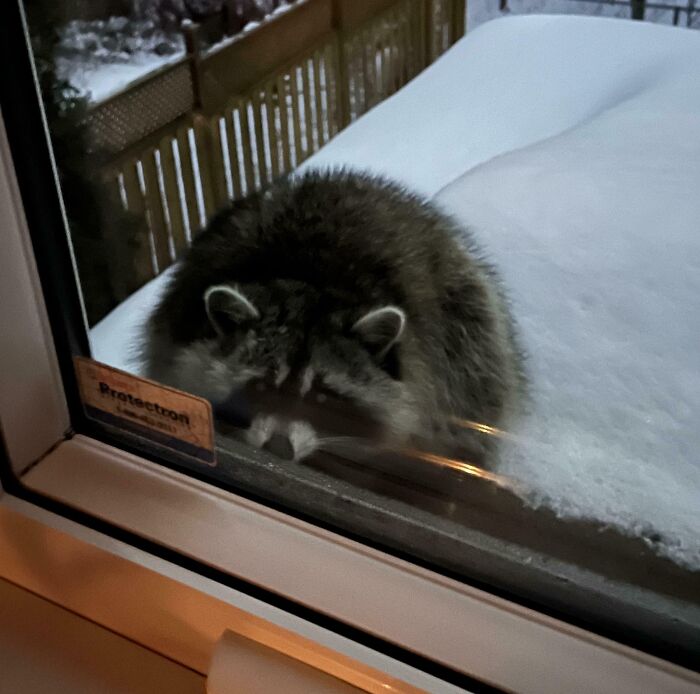 &#8220;Had A Visitor In Our Garden Today&#8221;: 54 Cute Animal Pics That Deserve Your Attention