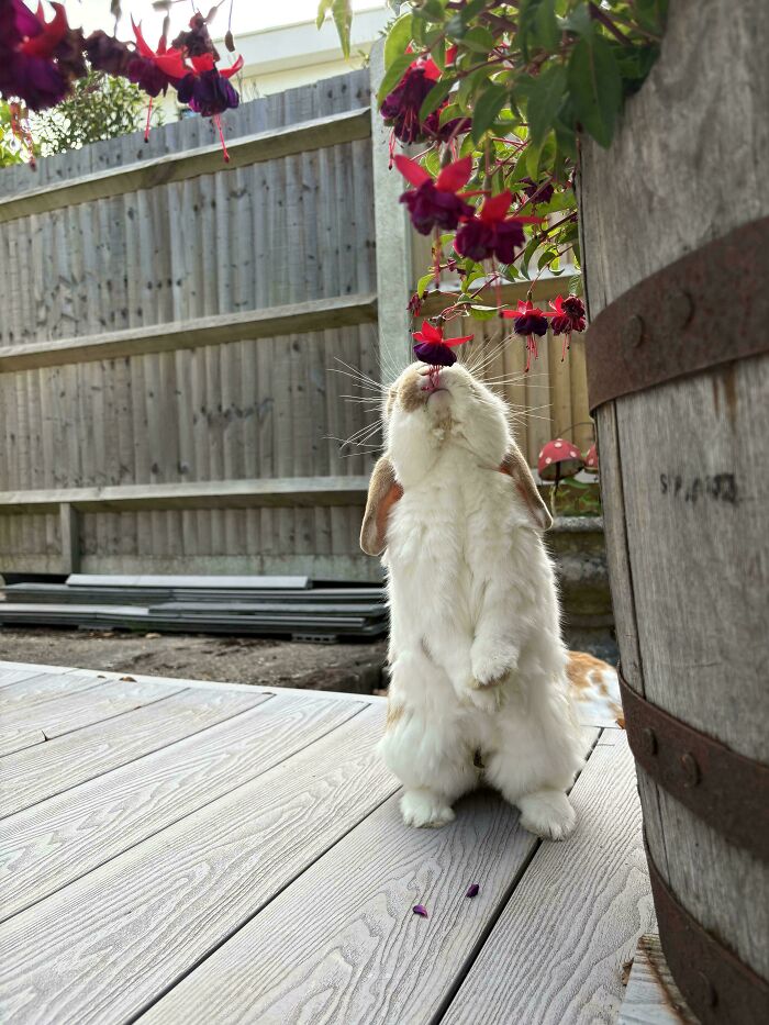 &#8220;Had A Visitor In Our Garden Today&#8221;: 54 Cute Animal Pics That Deserve Your Attention