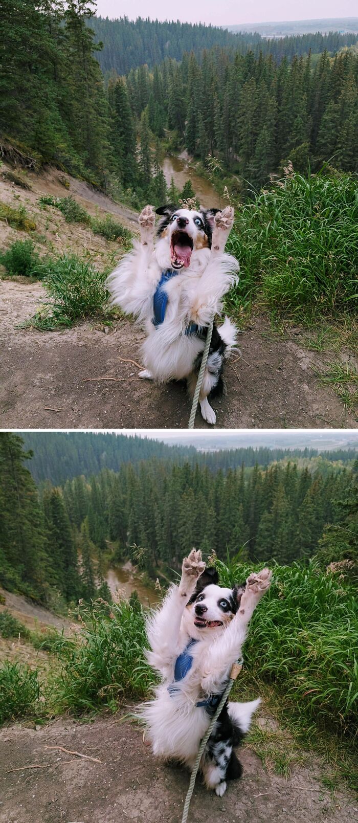 &#8220;Had A Visitor In Our Garden Today&#8221;: 54 Cute Animal Pics That Deserve Your Attention