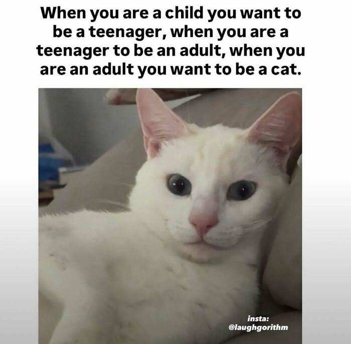 If You Need A Laugh Today, ‘Laughgorithm’ Has Found You The Perfect 104 Memes If You Need A Laugh Today, ‘Laughgorithm’ Has Found You The Perfect 104 Memes