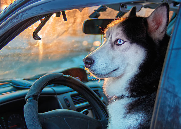 61 Amazing Stories About The Most Intelligent Pets People Have Ever Had