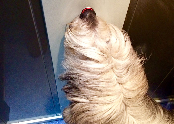 61 Amazing Stories About The Most Intelligent Pets People Have Ever Had