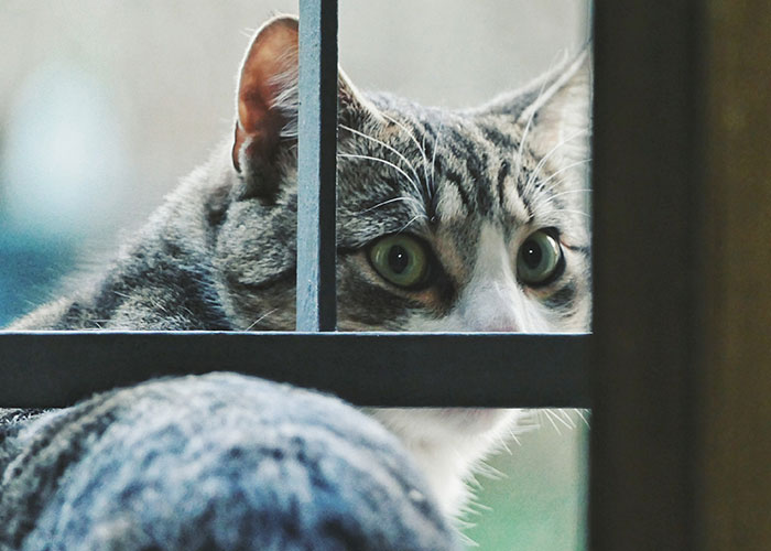 61 Amazing Stories About The Most Intelligent Pets People Have Ever Had