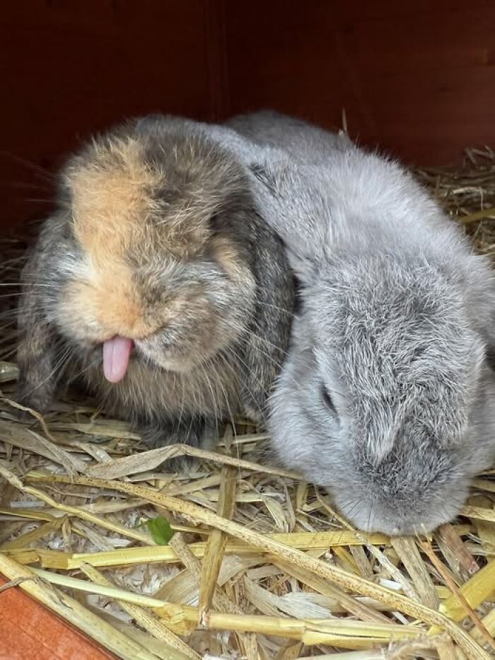 100 Hilarious Posts By Rabbit Owners Exposing These Deceptive Fluffballs (New Pics) 100 Hilarious Posts By Rabbit Owners Exposing These Deceptive Fluffballs (New Pics)