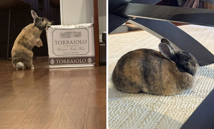 100 Hilarious Posts By Rabbit Owners Exposing These Deceptive Fluffballs (New Pics) 100 Hilarious Posts By Rabbit Owners Exposing These Deceptive Fluffballs (New Pics)