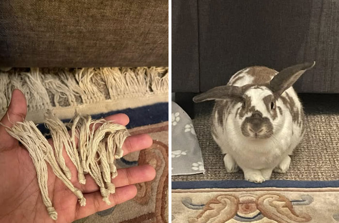100 Hilarious Posts By Rabbit Owners Exposing These Deceptive Fluffballs (New Pics) 100 Hilarious Posts By Rabbit Owners Exposing These Deceptive Fluffballs (New Pics)