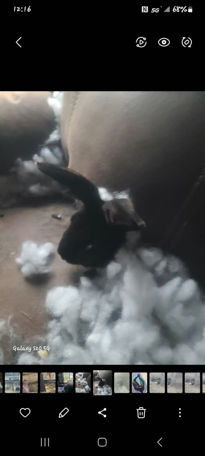 100 Hilarious Posts By Rabbit Owners Exposing These Deceptive Fluffballs (New Pics) 100 Hilarious Posts By Rabbit Owners Exposing These Deceptive Fluffballs (New Pics)