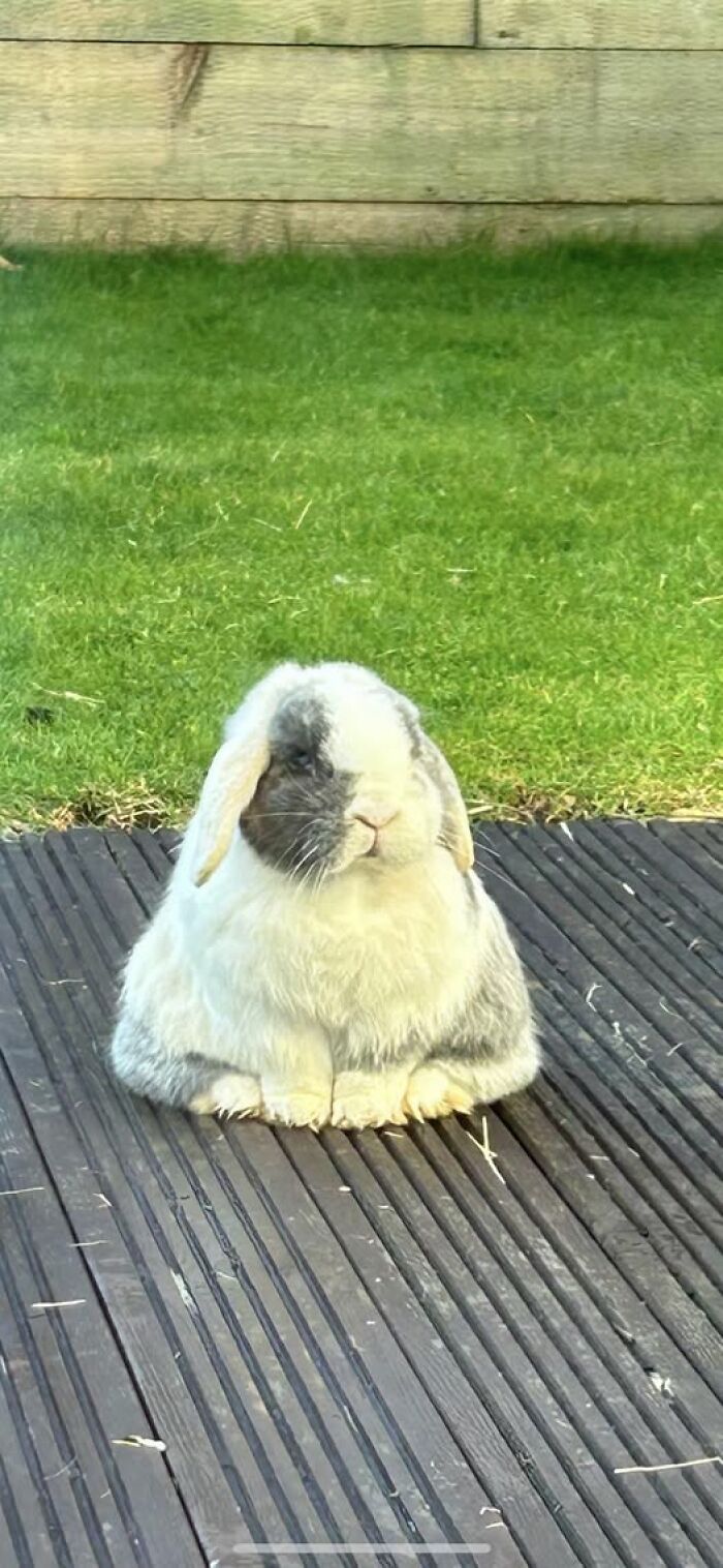 100 Hilarious Posts By Rabbit Owners Exposing These Deceptive Fluffballs (New Pics) 100 Hilarious Posts By Rabbit Owners Exposing These Deceptive Fluffballs (New Pics)