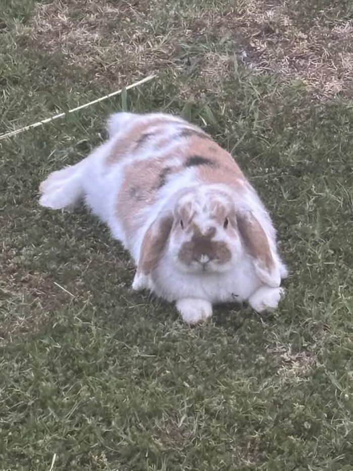 100 Hilarious Posts By Rabbit Owners Exposing These Deceptive Fluffballs (New Pics) 100 Hilarious Posts By Rabbit Owners Exposing These Deceptive Fluffballs (New Pics)