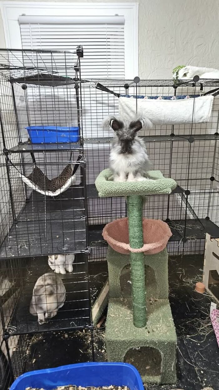 100 Hilarious Posts By Rabbit Owners Exposing These Deceptive Fluffballs (New Pics) 100 Hilarious Posts By Rabbit Owners Exposing These Deceptive Fluffballs (New Pics)