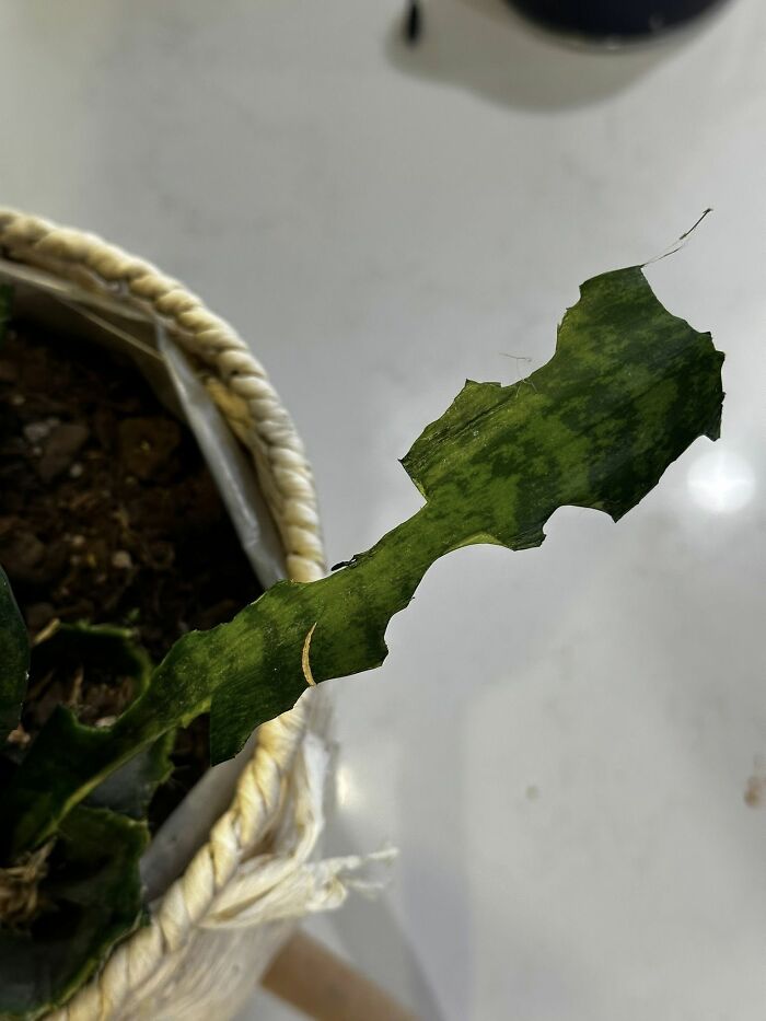 100 Hilarious Posts By Rabbit Owners Exposing These Deceptive Fluffballs (New Pics) 100 Hilarious Posts By Rabbit Owners Exposing These Deceptive Fluffballs (New Pics)