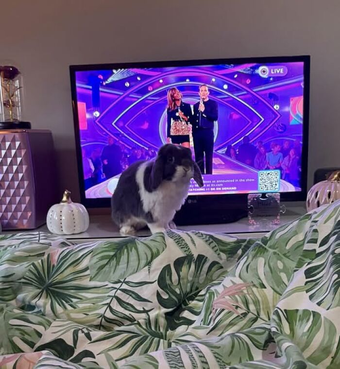 100 Hilarious Posts By Rabbit Owners Exposing These Deceptive Fluffballs (New Pics) 100 Hilarious Posts By Rabbit Owners Exposing These Deceptive Fluffballs (New Pics)