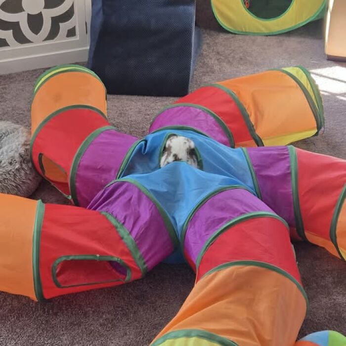 100 Hilarious Posts By Rabbit Owners Exposing These Deceptive Fluffballs (New Pics) 100 Hilarious Posts By Rabbit Owners Exposing These Deceptive Fluffballs (New Pics)